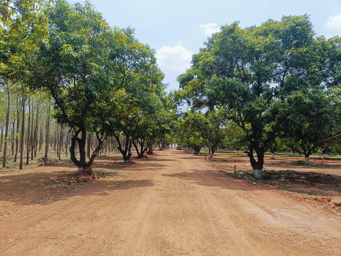 Mango Meadows — LRS-Paid Farm Plots at Golanukonda, near Yadadri — photo 2