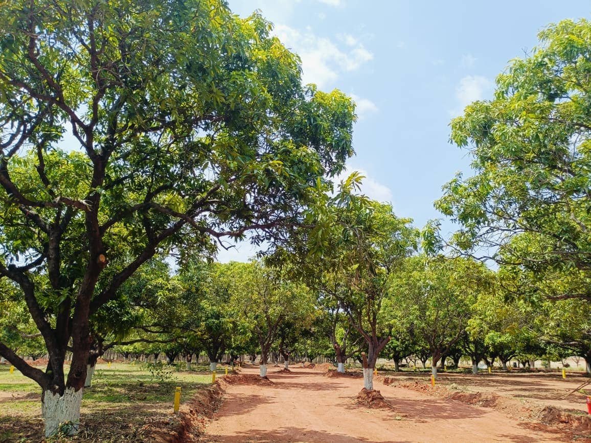 Mango Meadows — LRS-Paid Farm Plots at Golanukonda, near Yadadri — photo 5